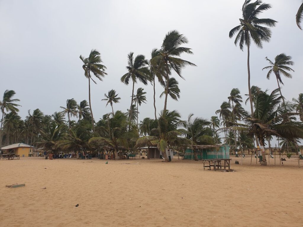 palm trees on the beach